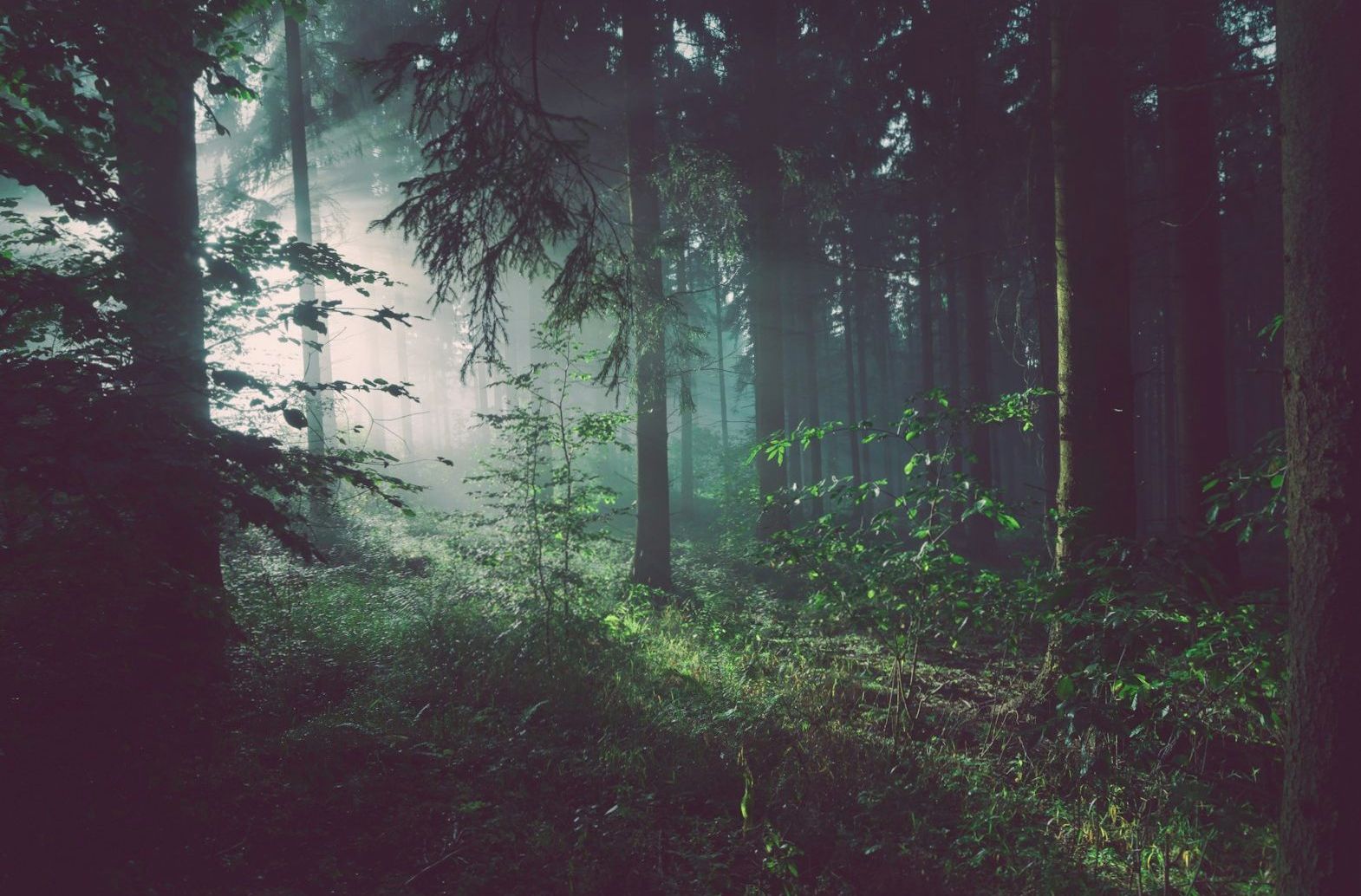 Lush forest landscape in the Rotorua region