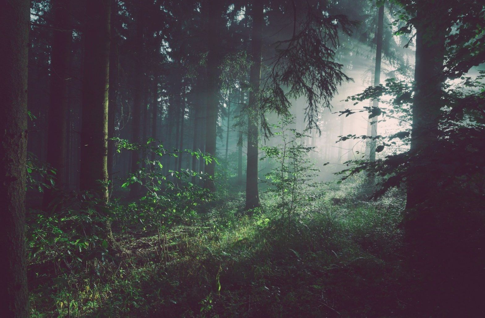 Sunlight filtering through tall trees in a Rotorua forest